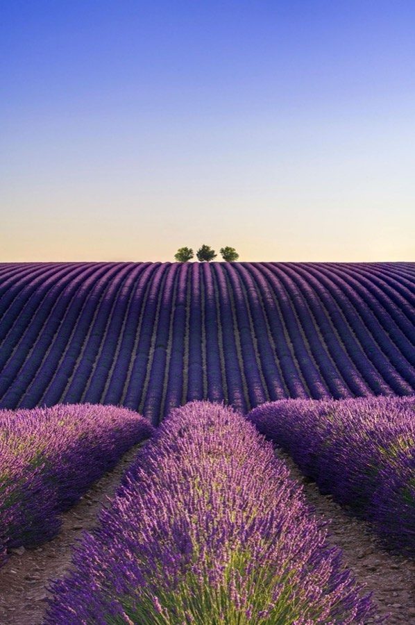 Campo de lavanda al atardecer