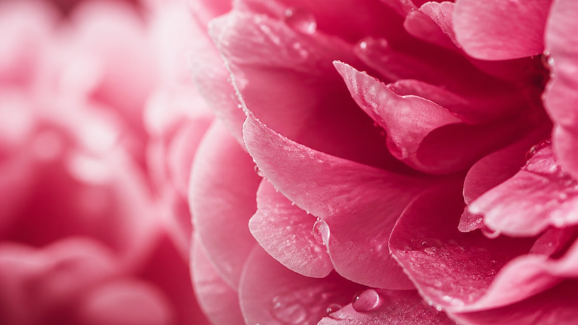 Pétalos de peonía rosa con gotas de rocío, fotografía macro