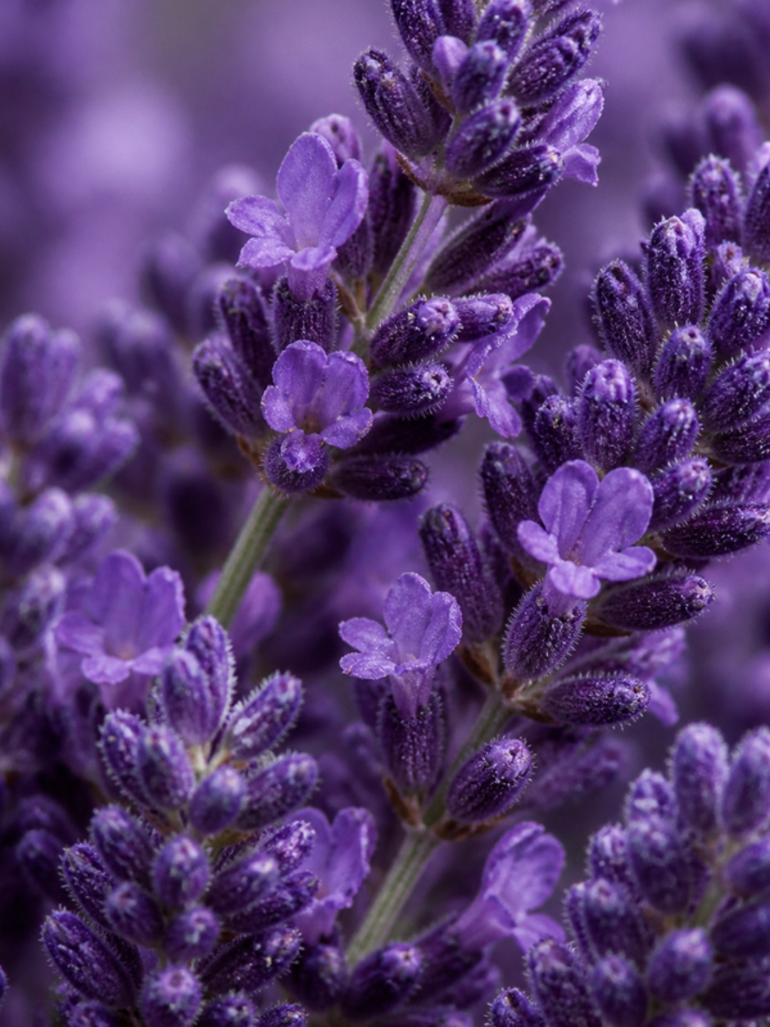 Flores de lavanda en fotografía macro